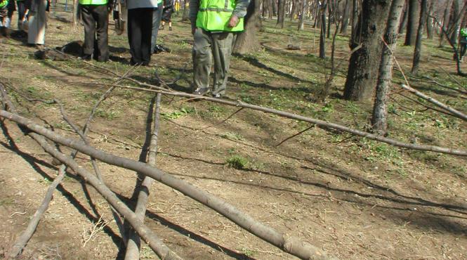 pomi plantati in jurul capitalei