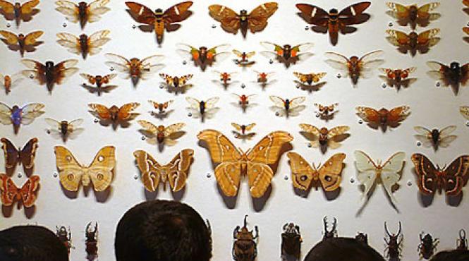 cabinet de curiozitati