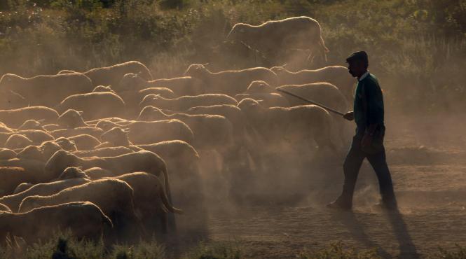 conflict diplomatic cu rumegatoare