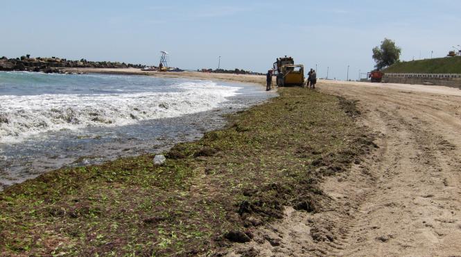 colectarea algelor scumpa