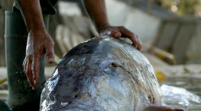 cites critica dur prohibitia la sturioni