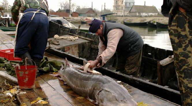 pescarii cer ridicarea prohibitiei la sturioni