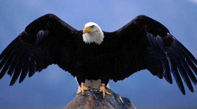 america isi reneaga simbolul