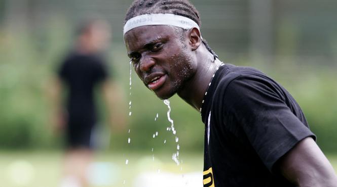 caini de la poli timisoara