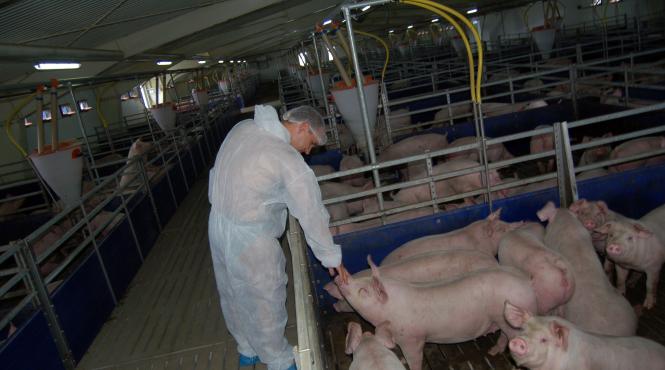 europorcul de la coarnele caprei