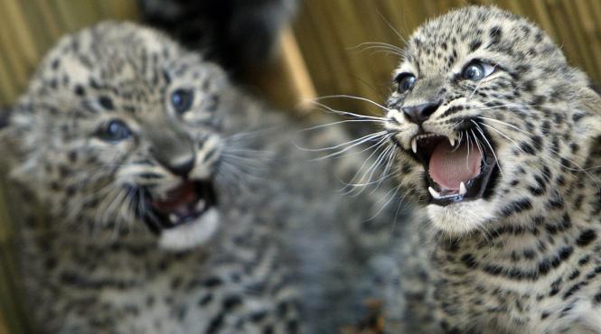 leoparzi gemeni in ungaria