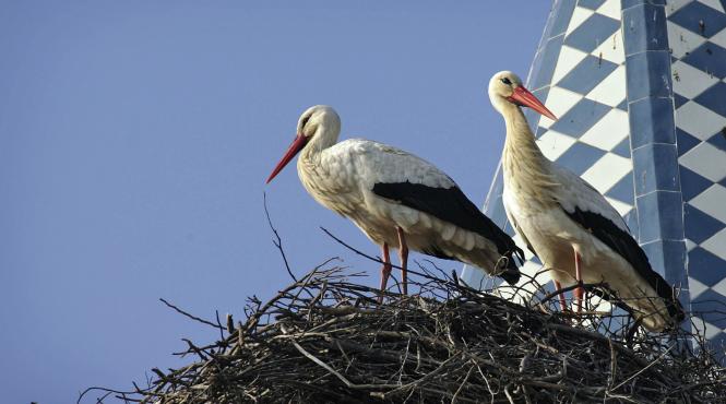 specii salvate de directiva pasari