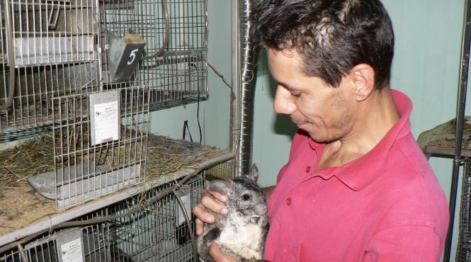 blana valoroasa carne pretioasa