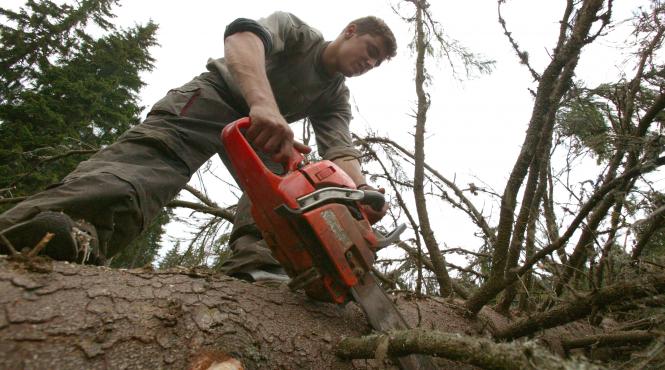 va rog mult nu taiati pomii