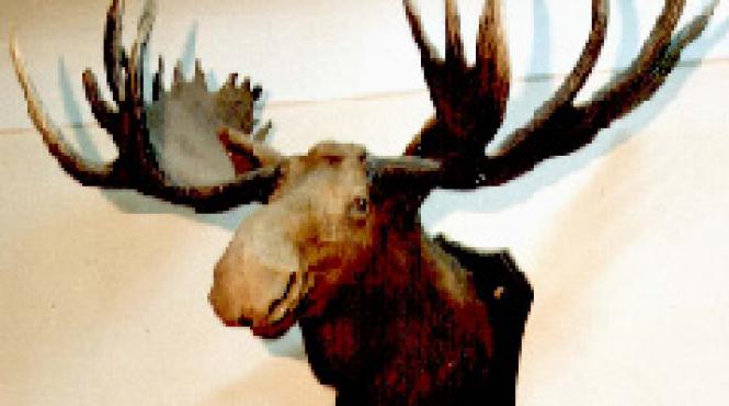 elanul cum sa vanam incalzirea globala