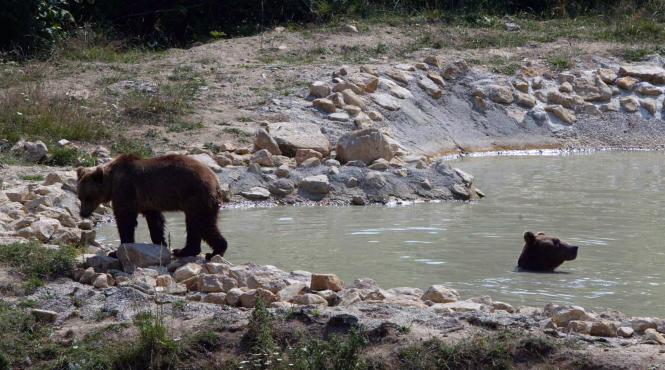 secretul ursului brun