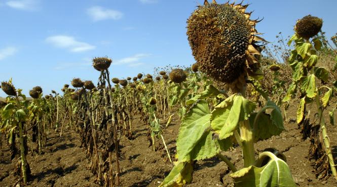 istoria anilor de arsita din romania