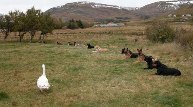 intrebariari enervari mirari