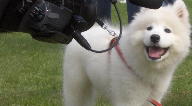 caini de top la bucuresti