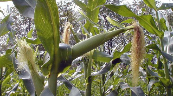 strategii sua isi apara culturile de omg