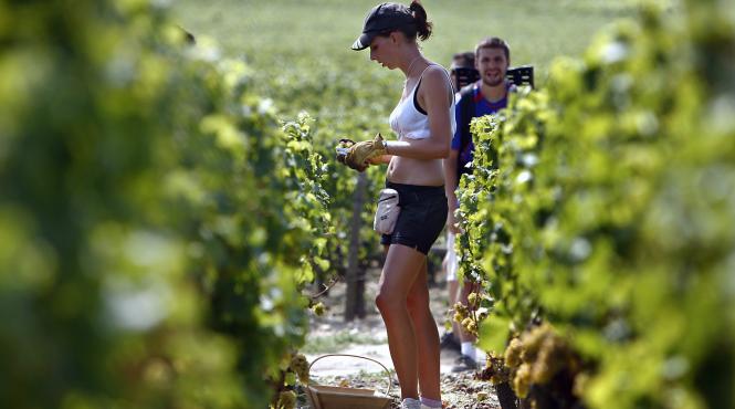 romanii culegatori de lumea a treia