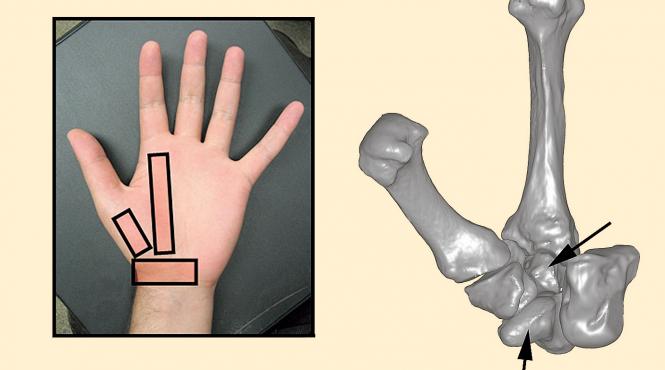 hobbitul om din indonezia