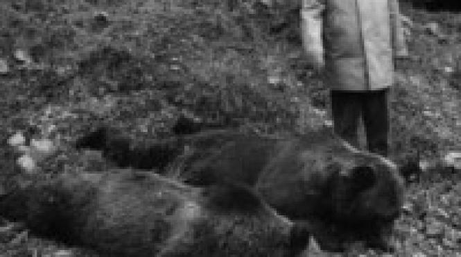 cadoul lui ceausescu pentru kim ir sen pielea ursului