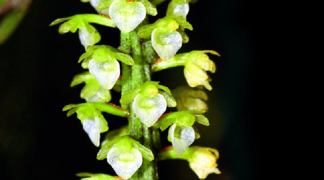 paradisul speciilor necunoscute