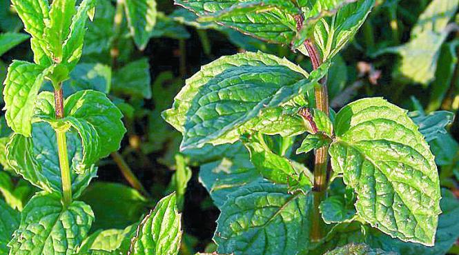 fitoterapie infuzia de izma buna