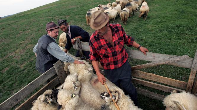 despre ravasitul oilor