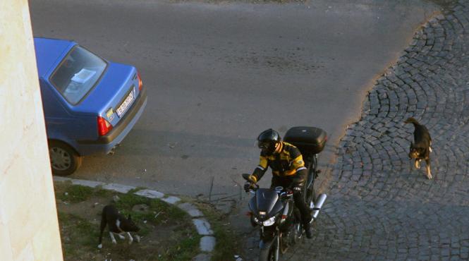 filorii sunt de la interne