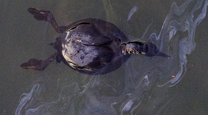 dezastru ecologic in marea neagra