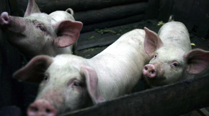 7 5 miliarde de euro pentru microferme