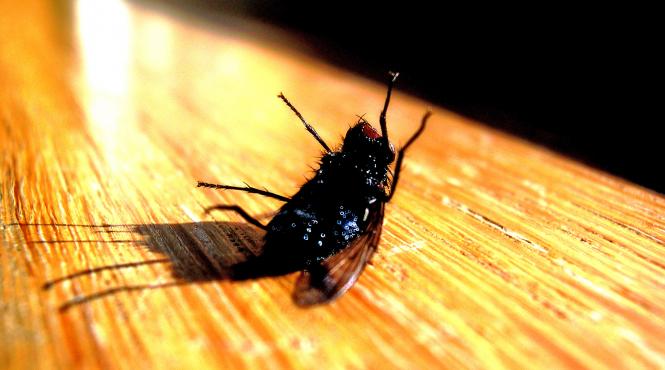 musafirii din bucatarie