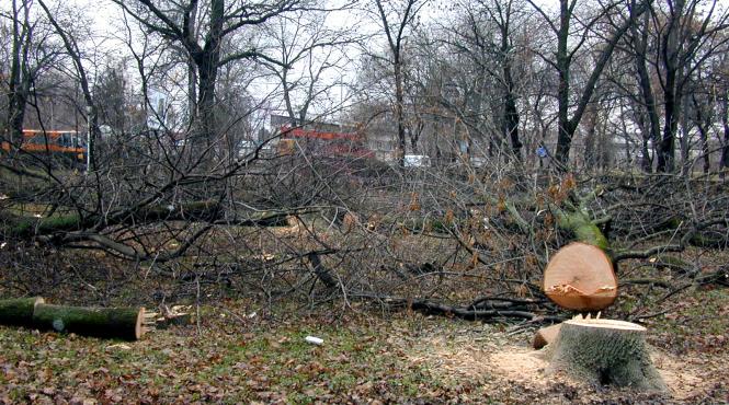 defrisare la padurice