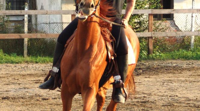 adrian pintea in galop cineva pe un cal de cinema
