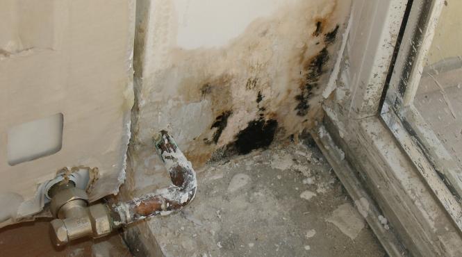 casele mucegaite trebuie receptionate