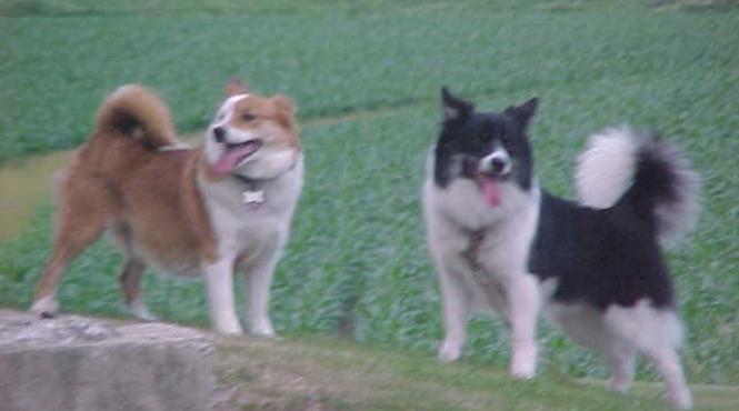 ungurii sustin ca pot dialoga cu cateii