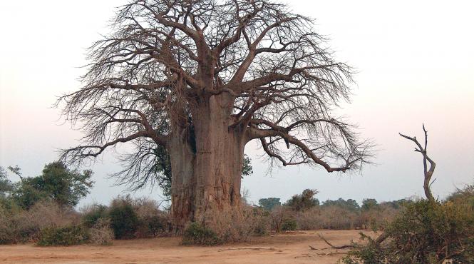 alimente novatoare pe piata din ue