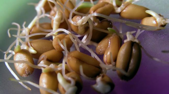 graul incoltit reteta antistres