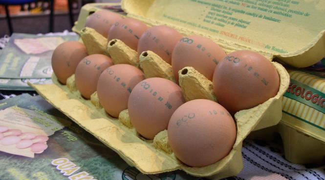 produsul zilei oua de la gaini nestresate