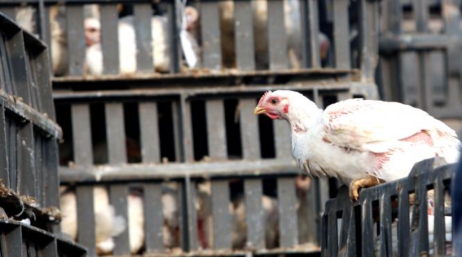 h5n1 in asia si europa