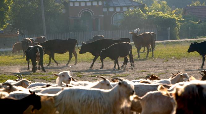 romania ecologica