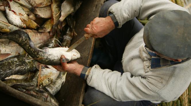 baronii deltei inca in afaceri