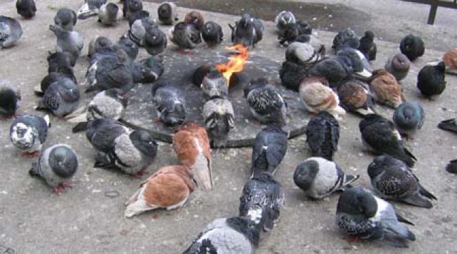 italia icirc ncepe vanatoarea de porumbei