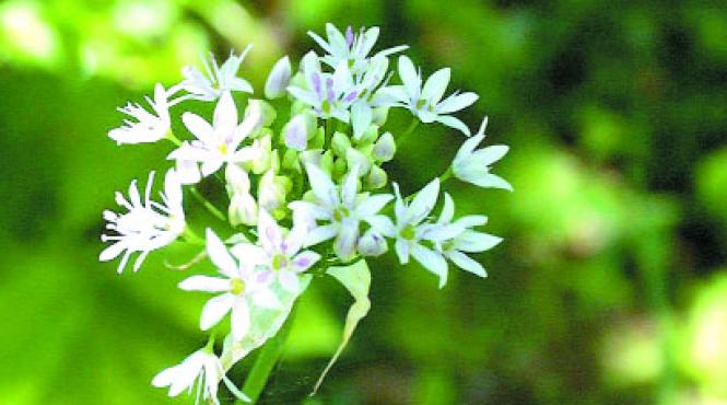 leurda iti merge la inima