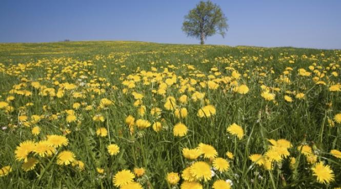 suc de papadie pentru ficat