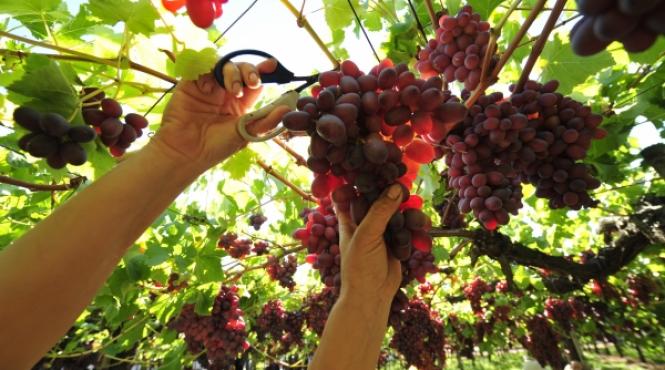 42 de miliarde de euro din munca la negru