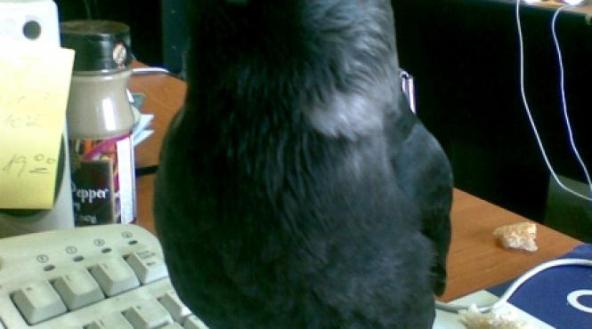 menajerie de colectie