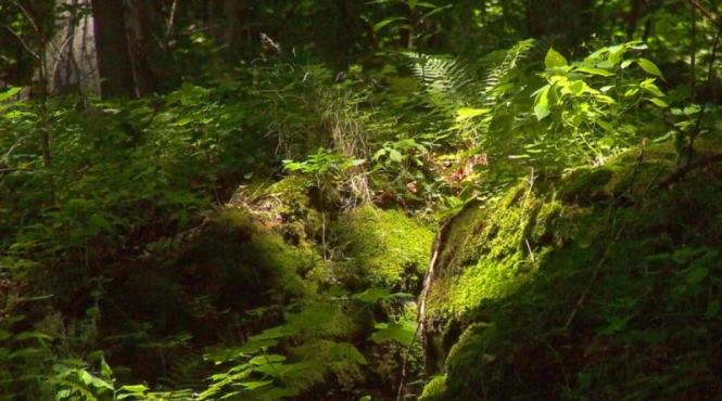 concursul muma padurii