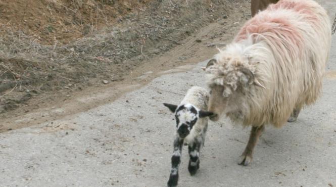 miel scump si cu cercel