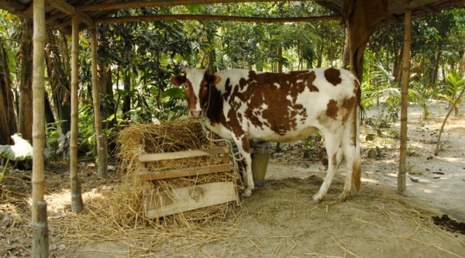 a murit fara sa se impace cu vaca