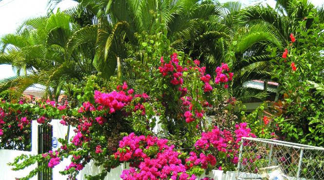 flori si iguane pe coasta bogata