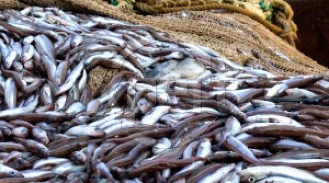 iodul te face destept