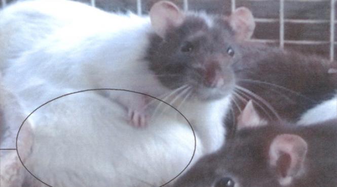 aspartamul un experiment uimitor